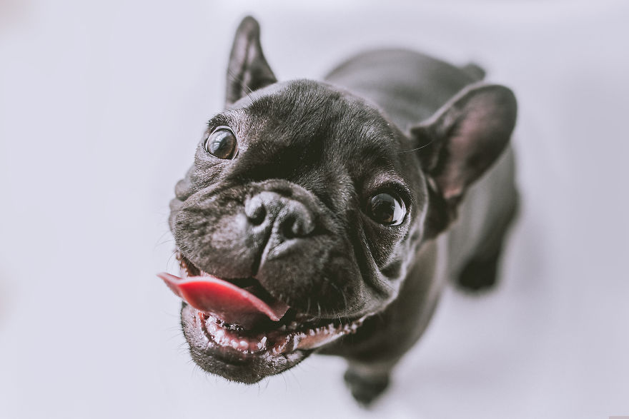 I Took Photos Of Cute Bulldogs