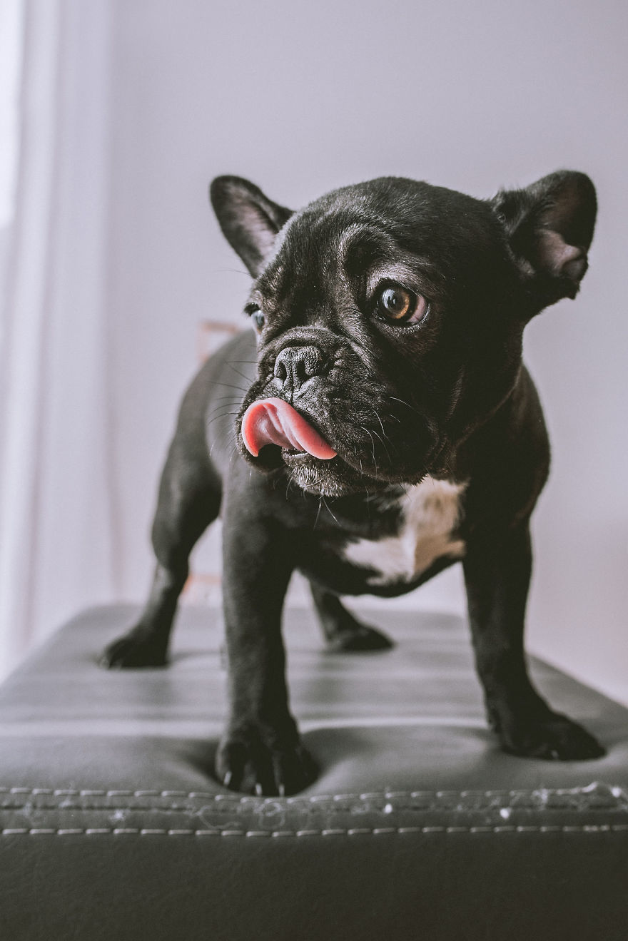 I Took Photos Of Cute Bulldogs