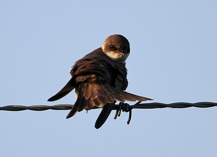 People Kept Destroying These Swifts' Nests So Someone Put Up A Sign Explaining Why We Need To Protect Them