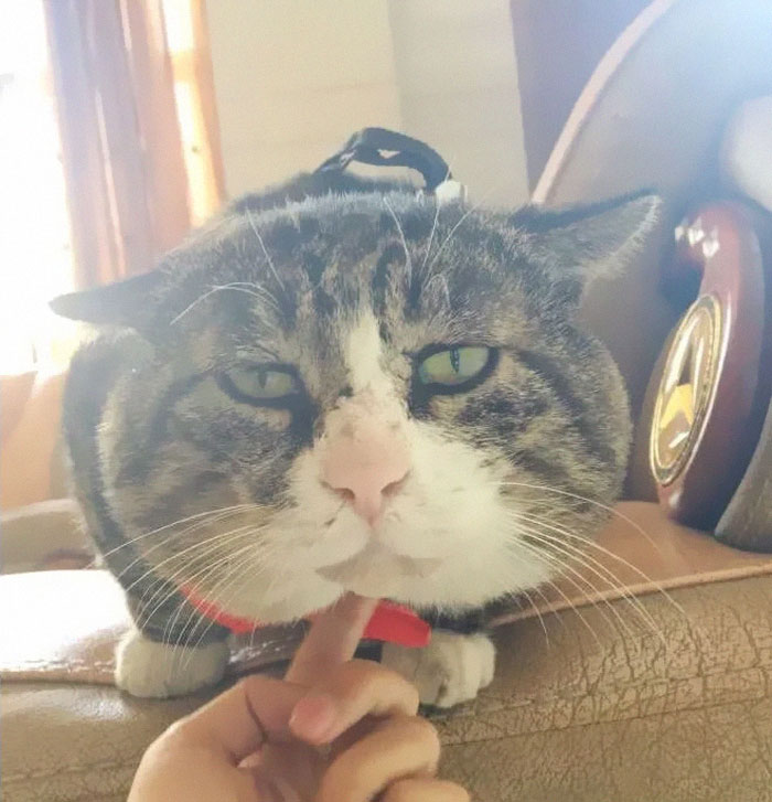 This Cat Is Going Viral For Its Hilariously Dramatic Reactions.