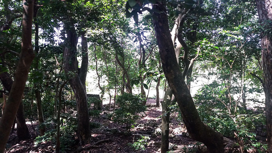 I Spent A Few Hours With The Animals At The Wildlife Reserve In Barbados