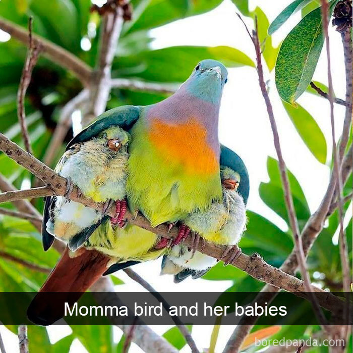 Funny-Bird-Snapchats