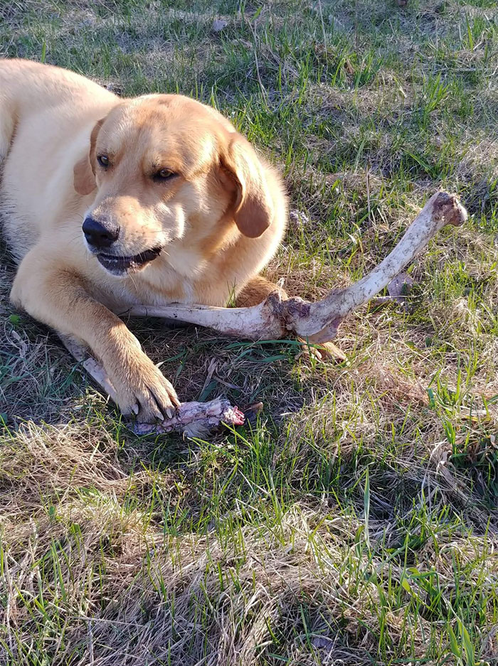 Bear Gifts Deer Bones To Guard Dog In Exchange Of Being Allowed Access To This Man's Trash Bear Gifts Deer Bones To Guard Dog In Exchange Of Being Allowed Access To This Man's Trash