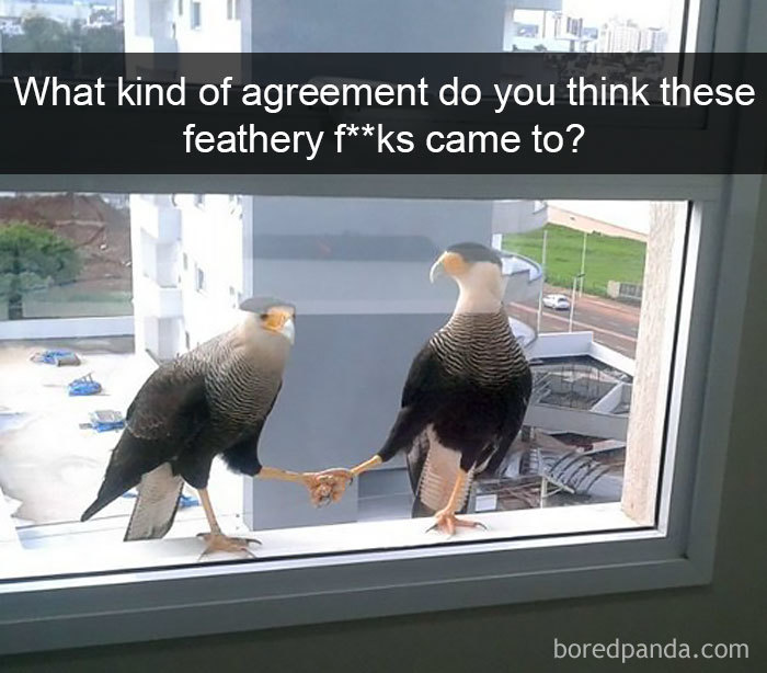 Funny-Bird-Snapchats