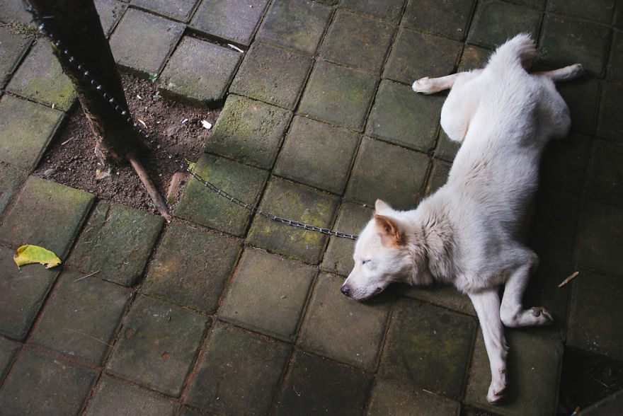 In The UK, The Maximum Sentence For Animal Cruelty Will Be Five Years In Prison