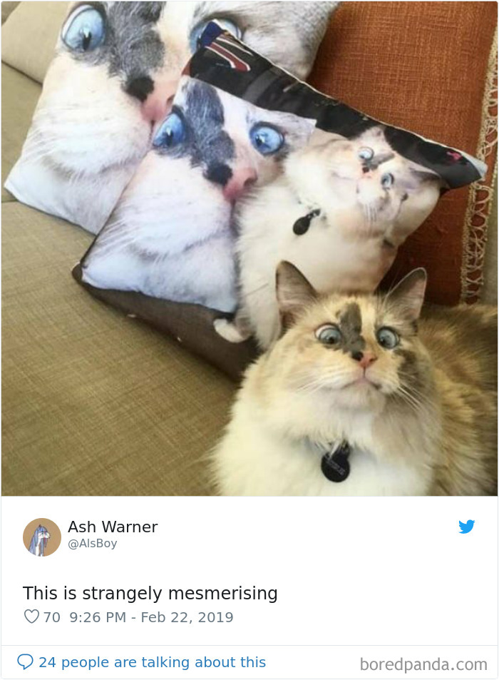 Cat-Tweets