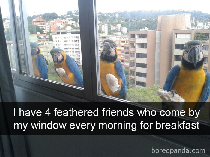 Funny-Bird-Snapchats