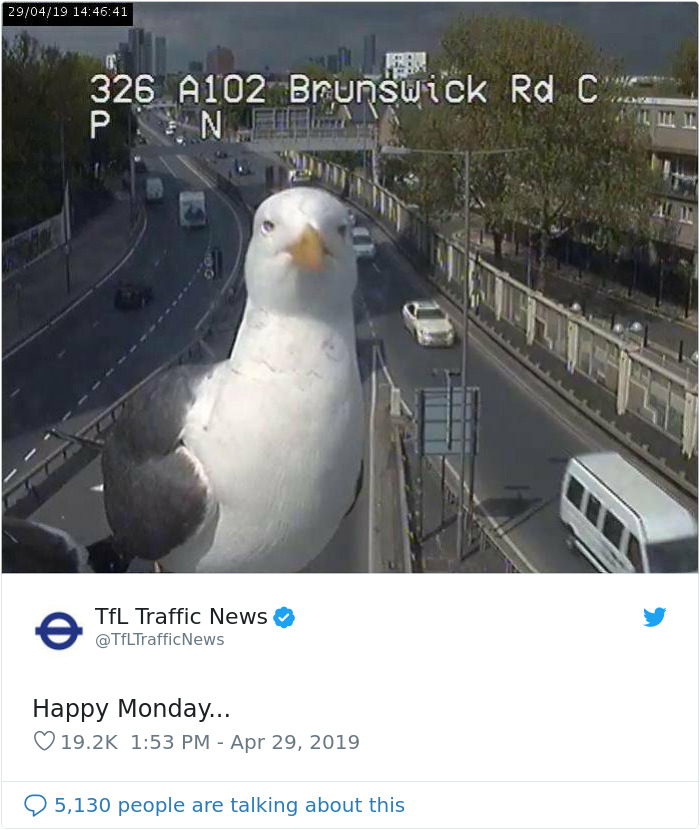 Two Seagulls - Graeme And Steve - Keep Showing Up On London Traffic Cam, Become Twitter-Famous