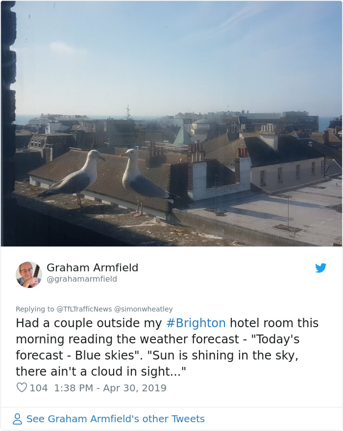 Two Seagulls - Graeme And Steve - Keep Showing Up On London Traffic Cam, Become Twitter-Famous