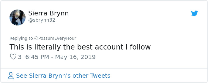 22 Adorable Photos From The Twitter Page #PossumEveryHour That May Make You See These Creatures Differently 22 Adorable Photos From The Twitter Page #PossumEveryHour That May Make You See These Creatures Differently