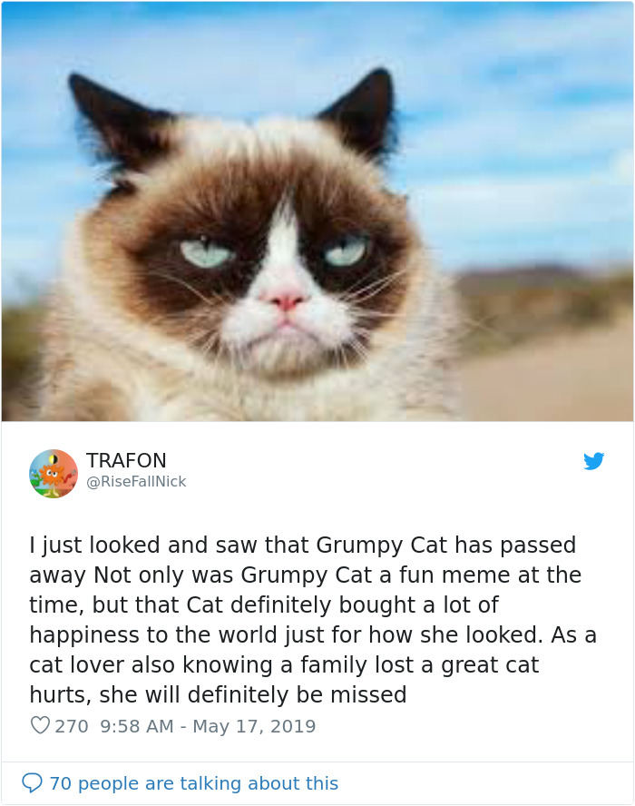 Grumpy Cat Dies Aged 7 Grumpy Cat Dies Aged 7