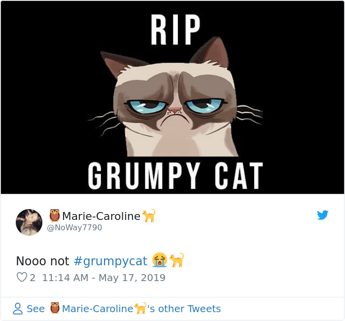 Grumpy Cat Dies Aged 7 Grumpy Cat Dies Aged 7