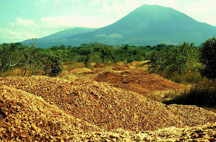 Juice Company Dumped 12,000 Tonnes Of Orange Peels On Virtually Lifeless Soil, 16 Years Later, It Turned Into A Lush Forest Juice Company Dumped 12,000 Tonnes Of Orange Peels On Virtually Lifeless Soil, 16 Years Later, It Turned Into A Lush Forest