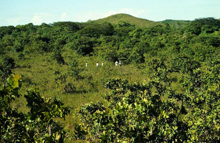Juice Company Dumped 12,000 Tonnes Of Orange Peels On Virtually Lifeless Soil, 16 Years Later, It Turned Into A Lush Forest