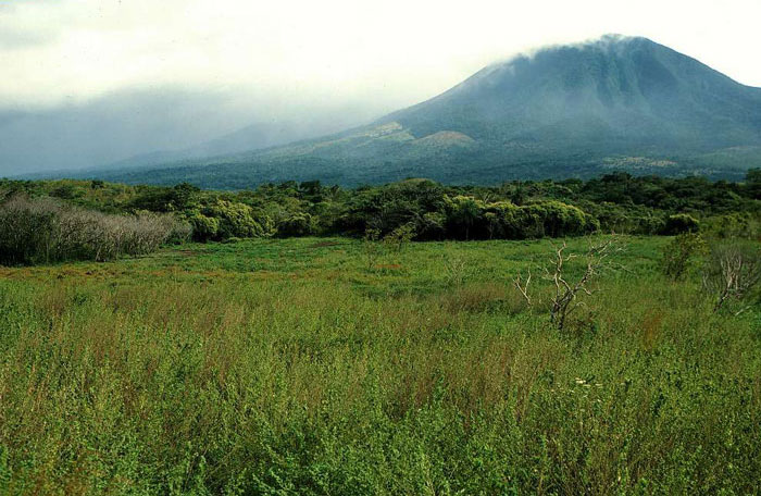 Juice Company Dumped 12,000 Tonnes Of Orange Peels On Virtually Lifeless Soil, 16 Years Later, It Turned Into A Lush Forest Juice Company Dumped 12,000 Tonnes Of Orange Peels On Virtually Lifeless Soil, 16 Years Later, It Turned Into A Lush Forest