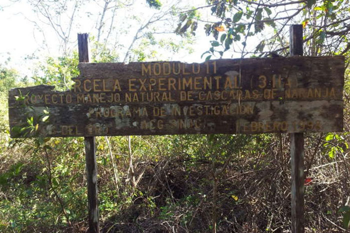 Juice Company Dumped 12,000 Tonnes Of Orange Peels On Virtually Lifeless Soil, 16 Years Later, It Turned Into A Lush Forest Juice Company Dumped 12,000 Tonnes Of Orange Peels On Virtually Lifeless Soil, 16 Years Later, It Turned Into A Lush Forest