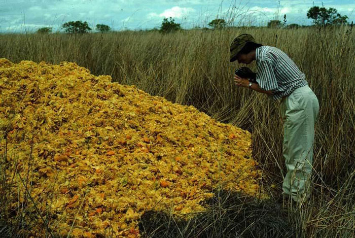 Juice Company Dumped 12,000 Tonnes Of Orange Peels On Virtually Lifeless Soil, 16 Years Later, It Turned Into A Lush Forest