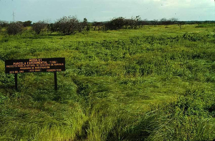 Juice Company Dumped 12,000 Tonnes Of Orange Peels On Virtually Lifeless Soil, 16 Years Later, It Turned Into A Lush Forest Juice Company Dumped 12,000 Tonnes Of Orange Peels On Virtually Lifeless Soil, 16 Years Later, It Turned Into A Lush Forest