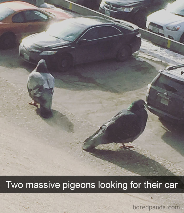 Funny-Bird-Snapchats
