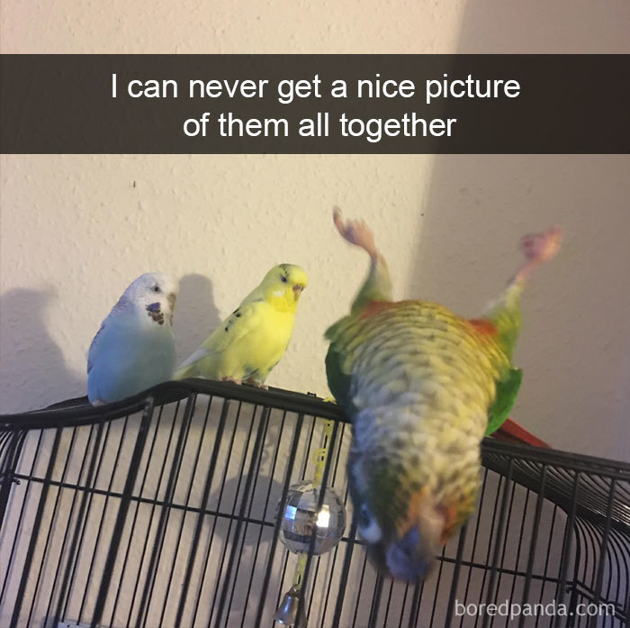 Funny-Bird-Snapchats