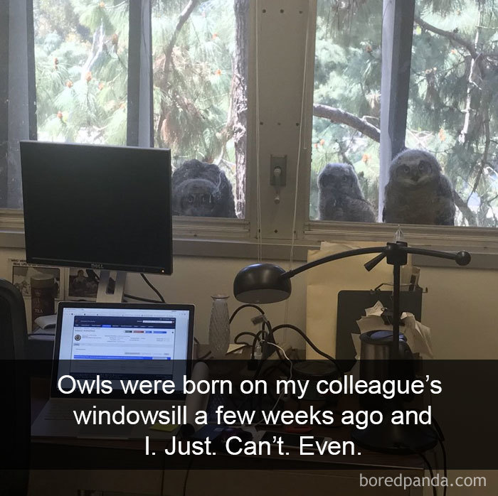 Funny-Bird-Snapchats