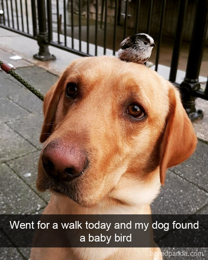 Funny-Bird-Snapchats