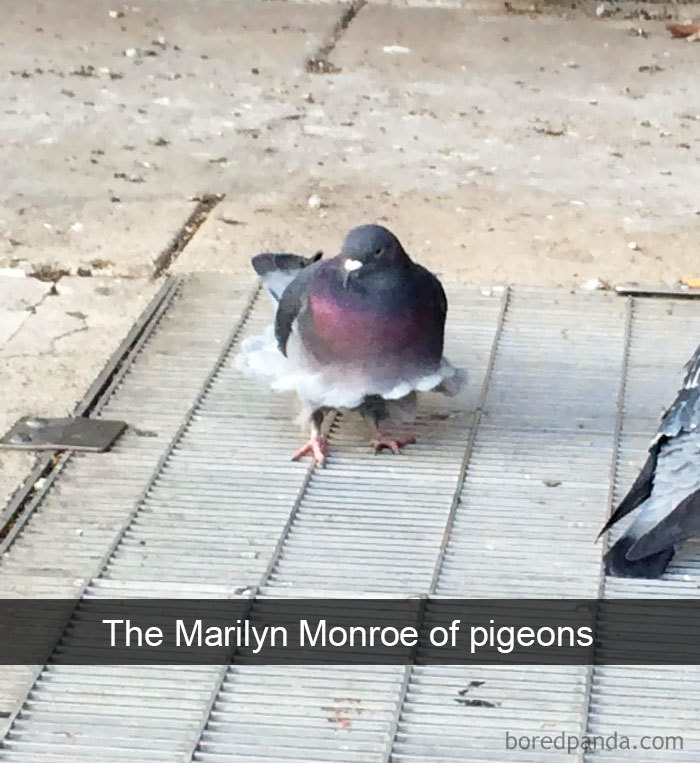 Funny-Bird-Snapchats