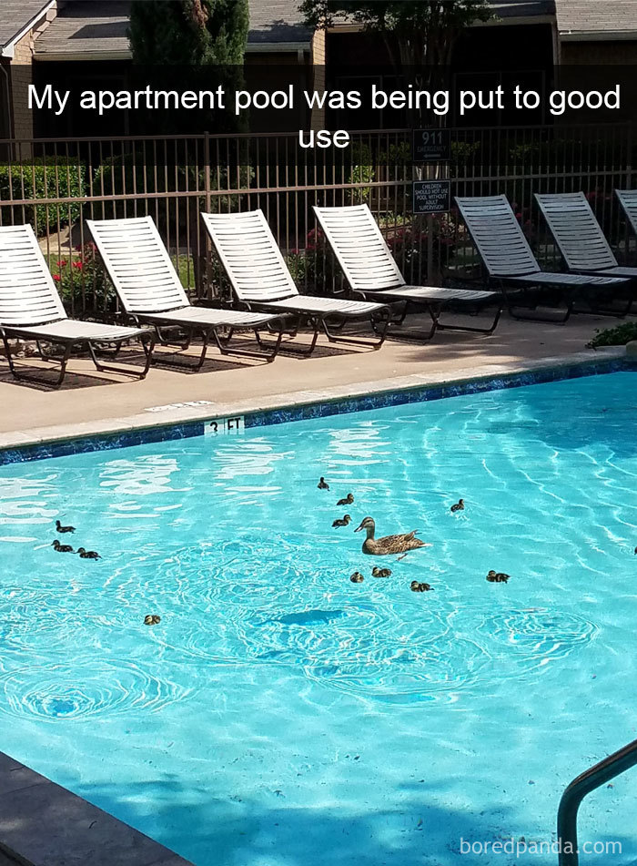 Funny-Bird-Snapchats