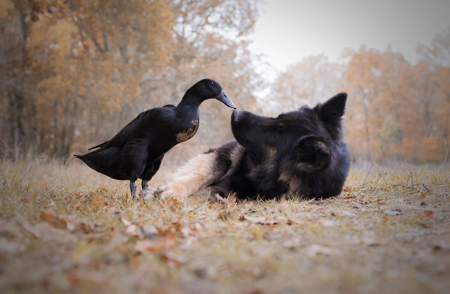 I Photograph The Special Bond Between My Dog And My Duck To Show How Sensitive Animals Can Be