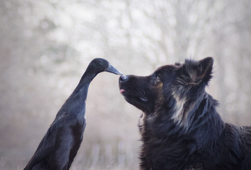 I Photograph The Special Bond Between My Dog And My Duck To Show How Sensitive Animals Can Be