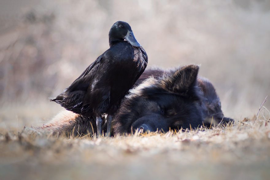 I Photograph The Special Bond Between My Dog And My Duck To Show How Sensitive Animals Can Be