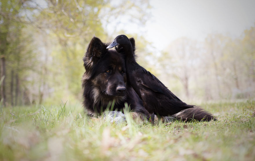 I Photograph The Special Bond Between My Dog And My Duck To Show How Sensitive Animals Can Be