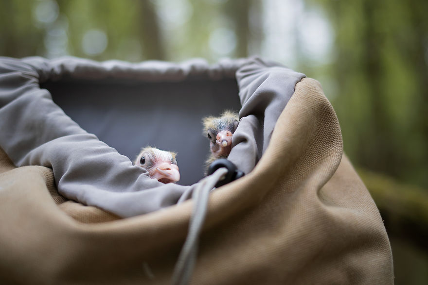 I Photograph The Special Bond Between My Dog And My Duck To Show How Sensitive Animals Can Be
