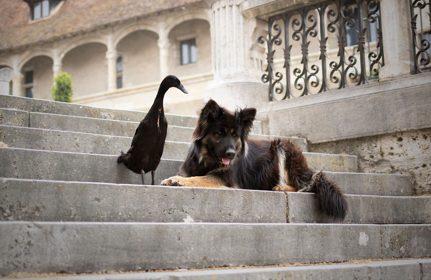 I Photograph The Special Bond Between My Dog And My Duck To Show How Sensitive Animals Can Be