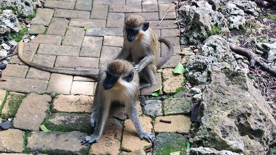 I Spent A Few Hours With The Animals At The Wildlife Reserve In Barbados