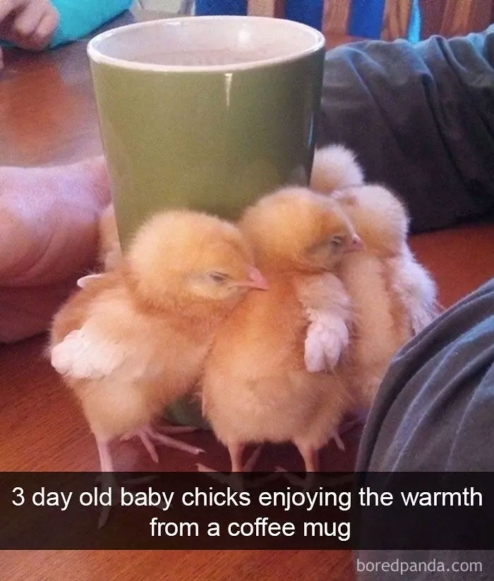 Funny-Bird-Snapchats