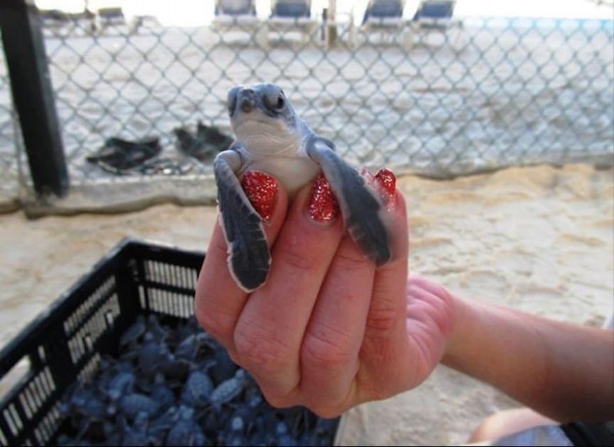 If You Feel Mad, This Turtle Is Madder