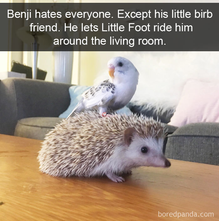 Funny-Bird-Snapchats