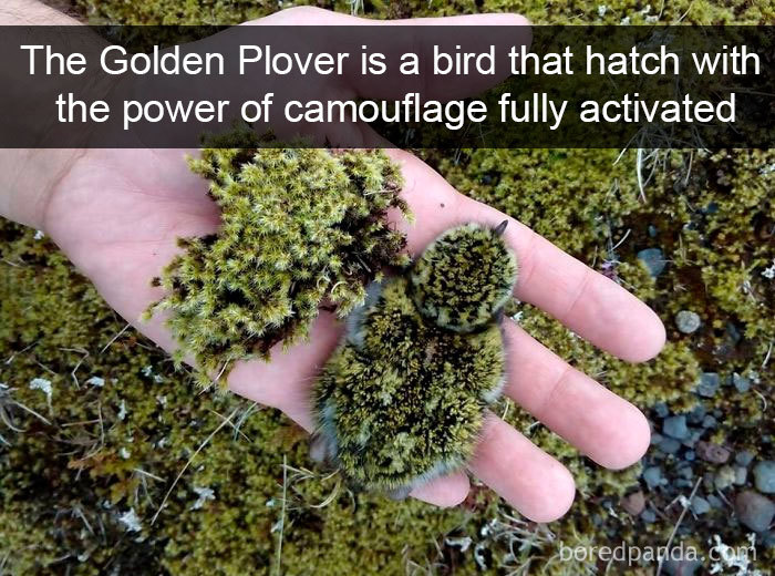 Funny-Bird-Snapchats