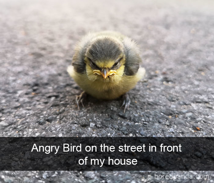 Funny-Bird-Snapchats