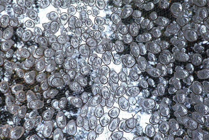 Rainwater 'Chandelier' Installation Can Collect Up To 800 Pounds Of Water