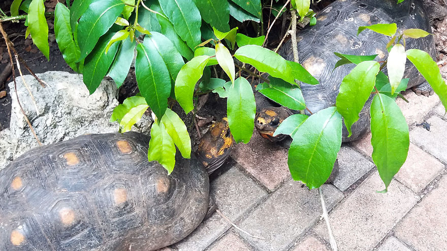 I Spent A Few Hours With The Animals At The Wildlife Reserve In Barbados