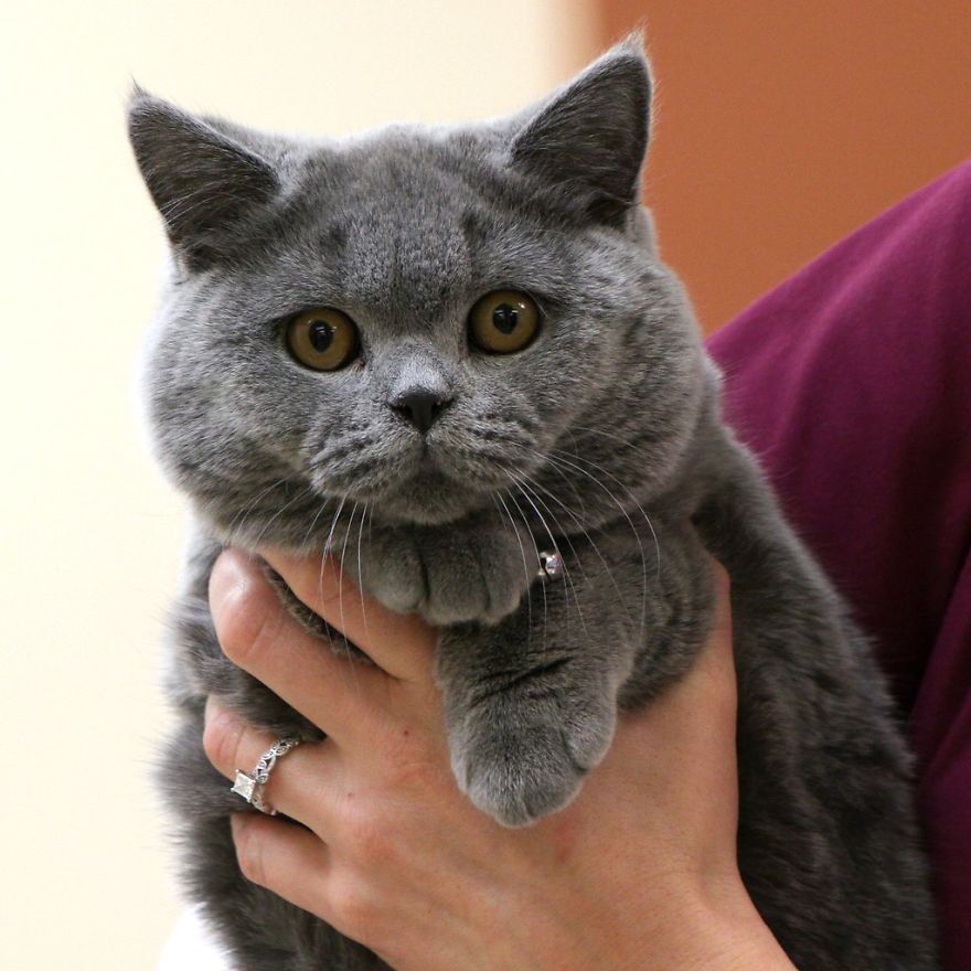 In Alaska, When One Wants To Divorce Their Spouse, The Judge Decides Who Gets The Animal