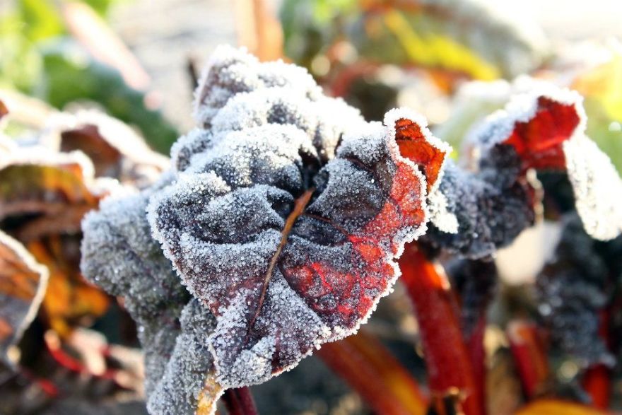 I Bought A Macro Lens: Look At These Amazing Plants I Found!