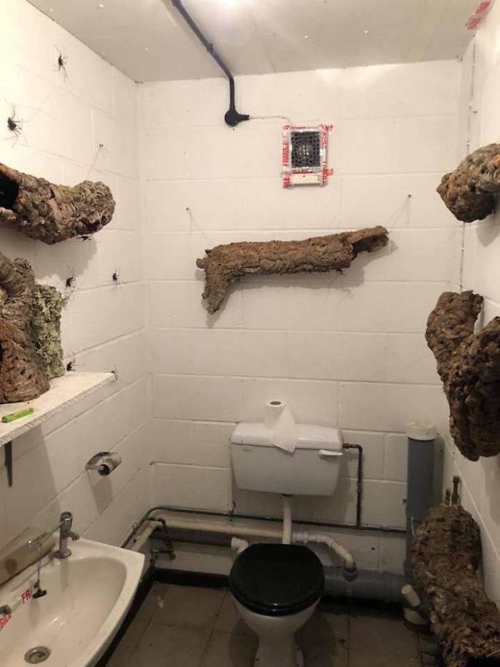 Someone Designed A Bathroom To House Giant Spiders And Its An Arachnophobia Nightmare Someone Designed A Bathroom To House Giant Spiders And Its An Arachnophobia Nightmare