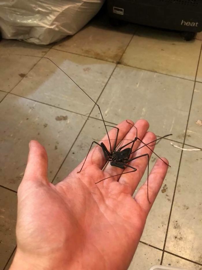 Someone Designed A Bathroom To House Giant Spiders And Its An Arachnophobia Nightmare Someone Designed A Bathroom To House Giant Spiders And Its An Arachnophobia Nightmare