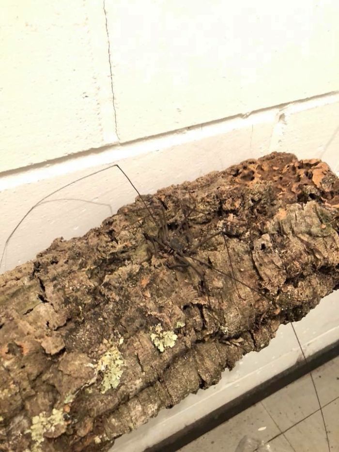 Someone Designed A Bathroom To House Giant Spiders And Its An Arachnophobia Nightmare