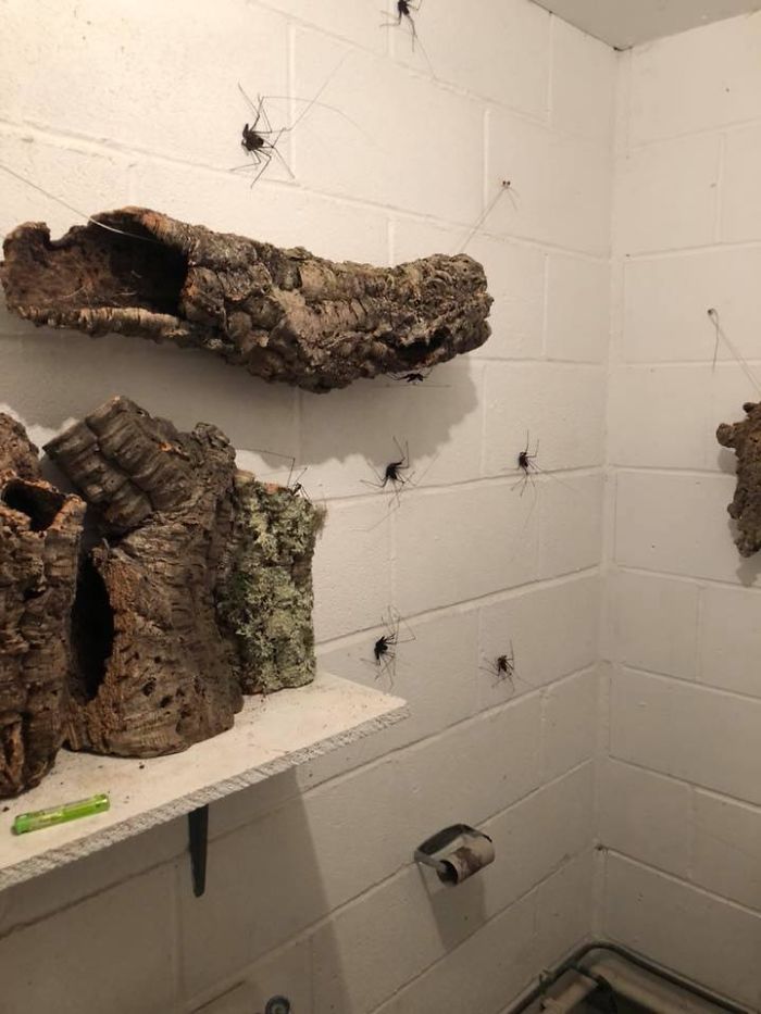 Someone Designed A Bathroom To House Giant Spiders And Its An Arachnophobia Nightmare