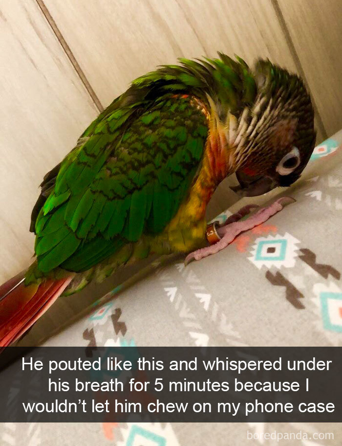 Funny-Bird-Snapchats