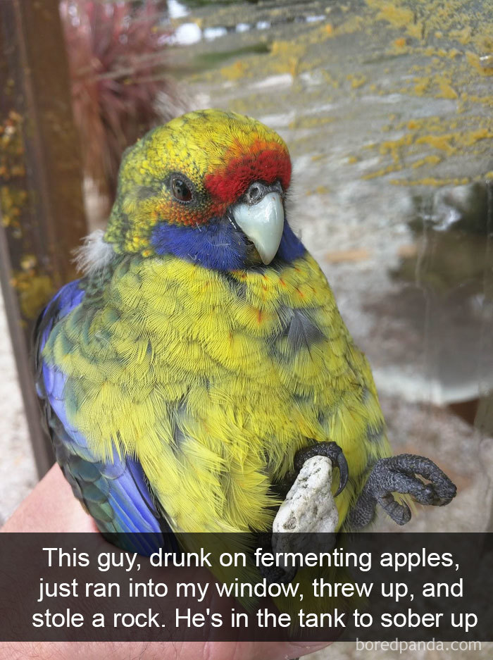 Funny-Bird-Snapchats